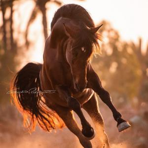 Pferde Bilder Zum Drucken 300x300 - Islandpferde Für Facebook