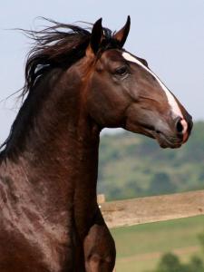 Pferde Billig Kaufen 225x300 - Pferde Reiten Für Facebook