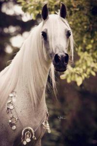 Pferde Desktop Hintergrundbilder 200x300 - Araber Pferde Bilder Für Whatsapp