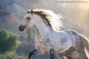 Pferde Desktop Hintergrundbilder Kostenlos Herunterladen 300x200 - Würfel Bilder