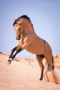 Pferde Für Facebook 200x300 - Pferdebilder Kaufen Kostenlos Herunterladen