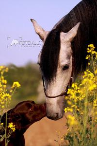 Pferde Fantasy Bilder Kostenlos Herunterladen 200x300 - Andalusier Pferd