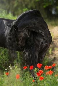 Pferde Fohlen Kostenlos Herunterladen 201x300 - Andalusier