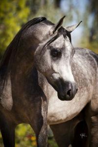 Pferde Fotos Bilder Für Whatsapp 200x300 - Spanier Pferde Kaufen