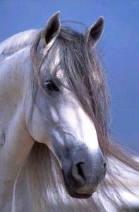 Pferde Fotos Bilder Kostenlos Downloaden 197x300 - Würfel Bilder