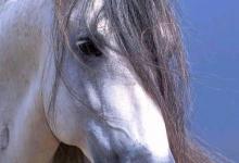 Bild von Pferde Fotos Bilder Kostenlos Downloaden bilder fürs handy