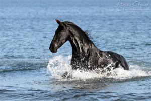 Pferde Fotos Bilder Kostenlos Herunterladen 300x200 - Andalusier
