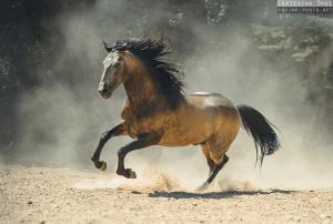 Pferde Fotos Kostenlos Downloaden 300x202 - Pferde Ausdruck Bilder Für Facebook