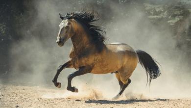 Bild von Pferde Fotos Kostenlos Downloaden
