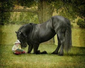 Pferde Günstig Kostenlos Herunterladen 300x240 - Bilder Brunnen Für Facebook