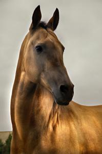 Pferde Gemälde Kaufen Kostenlos Downloaden 199x300 - Bayern Pferde