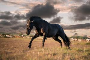 Pferde Gemälde Kaufen Kostenlos Herunterladen 300x200 - Andalusier Pferd Für Whatsapp