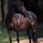 Pferde Gemalte Bilder Kostenlos Downloaden 150x150 - Pferde Bilder Malen