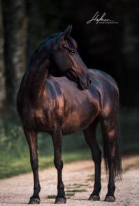 Pferde Gemalte Bilder Kostenlos Downloaden 203x300 - Pferde Online Kaufen Für Facebook