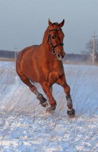 Pferde Gemalte Bilder Kostenlos Herunterladen 195x300 - Hübsche Pferde Bilder Für Facebook