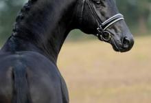 Bild von Pferde Gemälde Kostenlos Herunterladen bilder fürs handy