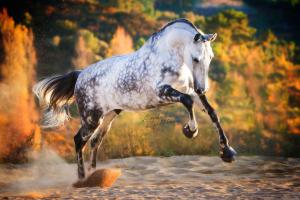 Pferde Gezeichnete Bilder Kostenlos Herunterladen 300x200 - Bodyformer Pferd Kaufen Für Facebook