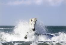 Bild von Pferde Haflinger Bilder fürs handy