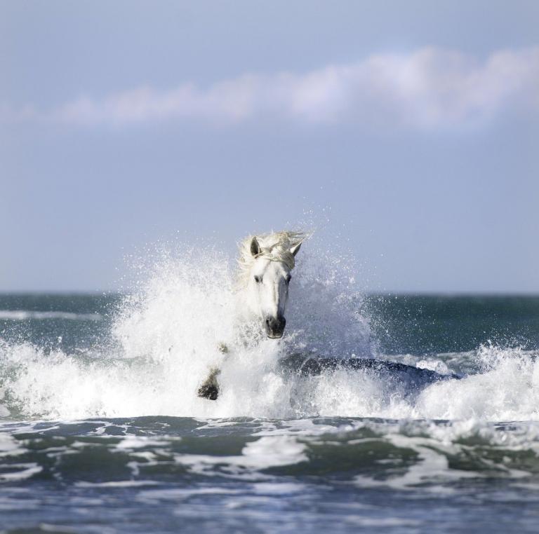 Pferde Haflinger Bilder