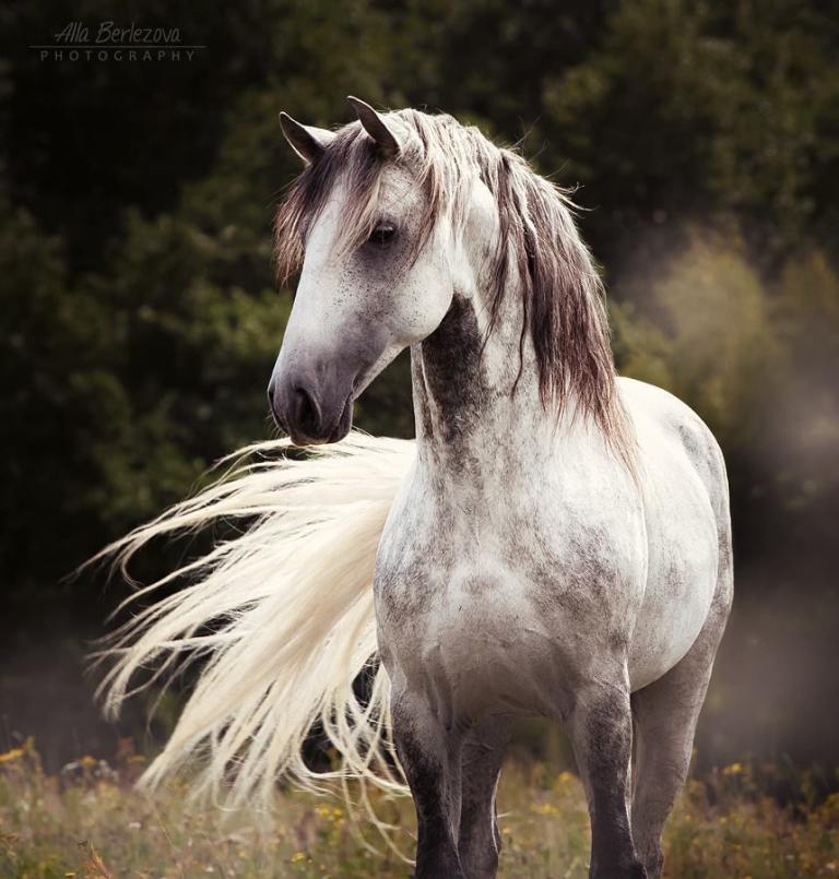 Pferde Haflinger Bilder Für Facebook