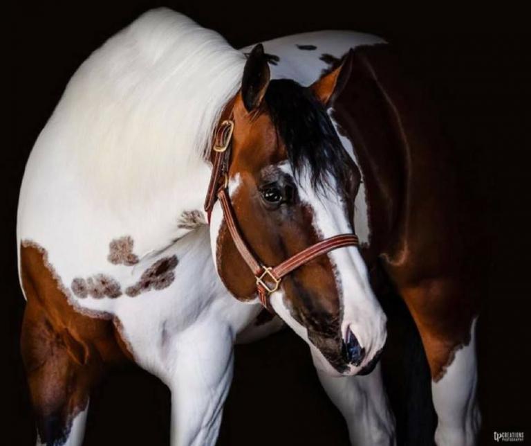 Pferde Haflinger Bilder Für Whatsapp