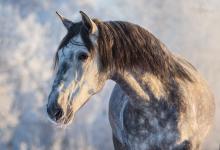 Bild von Pferde Haflinger Bilder Kostenlos Herunterladen bilder fürs handy