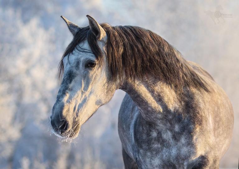 Pferde Haflinger Bilder Kostenlos Herunterladen