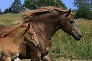 Pferde Heute 300x200 - Pferde Andalusier Bilder Für Facebook