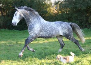 Pferde Heute Für Facebook 300x215 - Apfelschimmel Pferd Kaufen Kostenlos Herunterladen