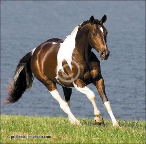 Pferde Hintergrundbilder Für Facebook 300x297 - Bayern Pferde