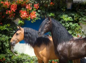 Pferde Hintergrundbilder Fürs Handy 300x221 - Pferd &#038; Pony Für Facebook