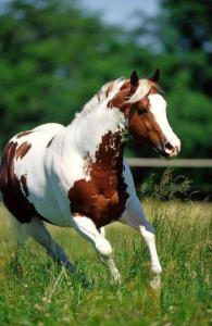 Pferde Hintergrundbilder Kostenlos Für Facebook 195x300 - Pferde Und Reiten Für Whatsapp