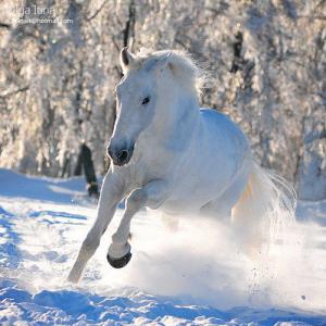 Pferde Hintergrundbilder Kostenlos Kostenlos Herunterladen 300x300 - Billige Pferde Kaufen Für Facebook