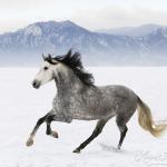 Pferde Im Schnee Bilder F%C3%BCr Facebook 150x150 - Pferde Bilder Malen Für Facebook