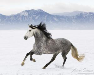 Pferde Im Schnee Bilder Für Facebook 300x239 - Pferde Bilder Tinker Für Facebook