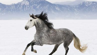 Bild von Pferde Im Schnee Bilder Für Facebook