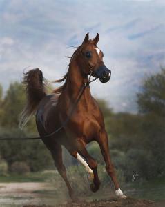 Pferde In Not Kostenlos Herunterladen 239x300 - Fn Reiten Für Facebook