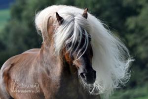Pferde Kaufen 300x200 - Mustang Pferd Zu Verkaufen Für Facebook