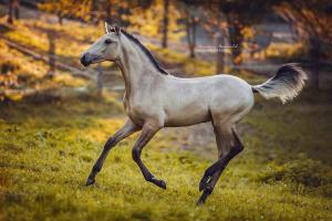 Pferde Kaufen Bayern Kostenlos Herunterladen 300x200 - Hintergrundbilder Pferde