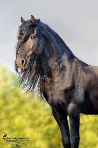 Pferde Kaufen Bilder Für Facebook 199x300 - Kostenlose Pferde Kostenlos Herunterladen