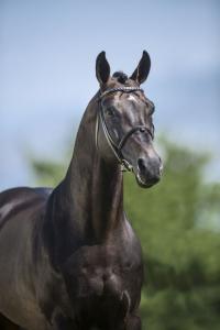 Pferde Kaufen Bilder Kostenlos Herunterladen 200x300 - Die Schönsten Pferde Bilder Für Facebook