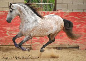 Pferde Kaufen Billig Für Facebook 300x213 - Przewalski Pferd Bilder Kostenlos Herunterladen