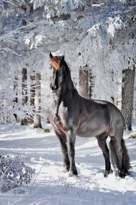 Pferde Kaufen Emsland Für Facebook 199x300 - Nilpferd Bilder Für Facebook