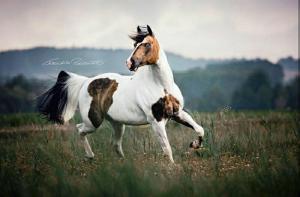 Pferde Kaufen Franken Für Facebook 300x197 - Pferde Zu Verkaufen Billig Für Whatsapp