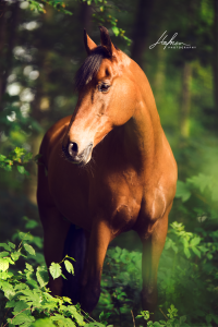 Pferde Kaufen Kostenlos Downloaden 200x300 - Bild Mail Für Whatsapp