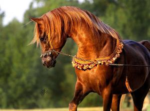 Pferde Kaufen Kostenlos Herunterladen 300x223 - Haflinger Kostenlos Downloaden
