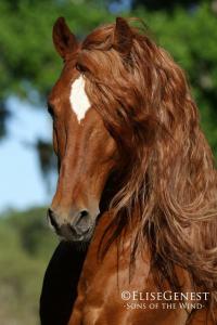 Pferde Kaufen Lörrach 200x300 - Tierbilder Pferde Für Facebook