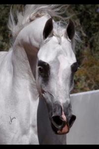 Pferde Kaufen Mainburg Kostenlos Herunterladen 200x300 - Mini Pferde Bilder Für Facebook