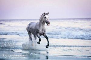 Pferde Kaufen Memmingen Für Facebook 300x200 - Pferd Und Sport