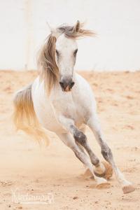 Pferde Kaufen Online Für Facebook 200x300 - Westernpferde Bilder Für Facebook